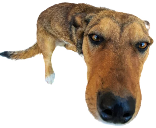 🧐 Стикер «batumidogs» для Telegram