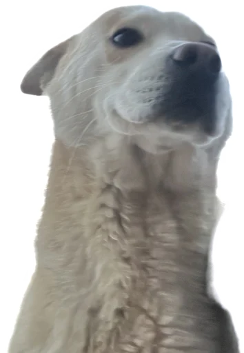 😃 Стикер «batumidogs» для Telegram