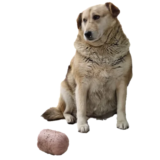 Стикерпак batumidogs для Telegram
