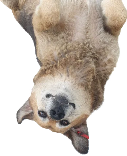 😜 Стикер «batumidogs» для Telegram
