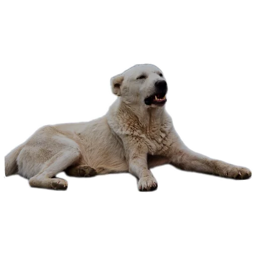 🐶 Стикер «batumidogs» для Telegram