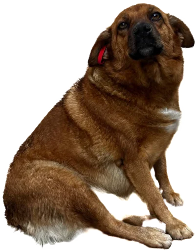 😍 Стикер «batumidogs» для Telegram
