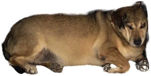 😴 Стикер «batumidogs» для Telegram