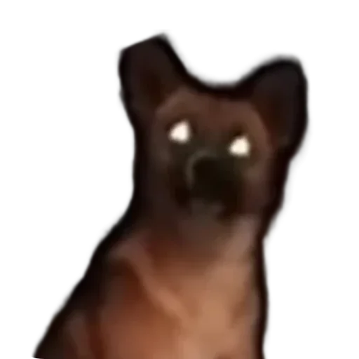 😳 Стикер «batumidogs» для Telegram