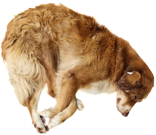 😑 Стикер «batumidogs» для Telegram
