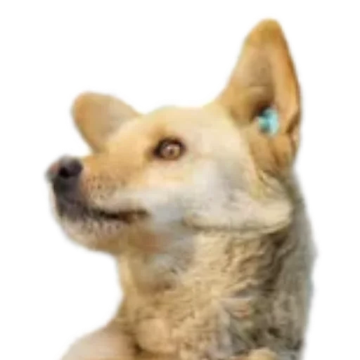 🤪 Стикер «batumidogs» для Telegram