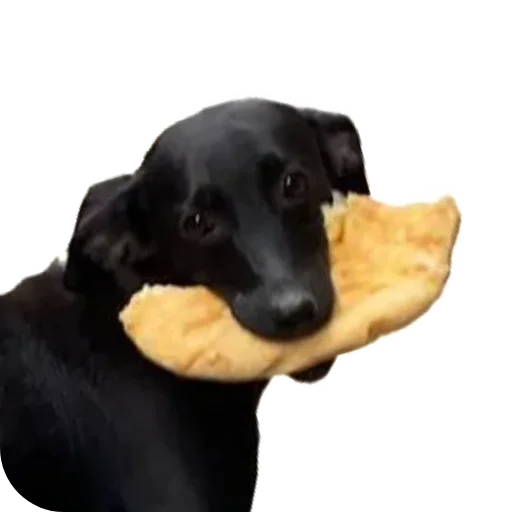 🤤 Стикер «batumidogs» для Telegram