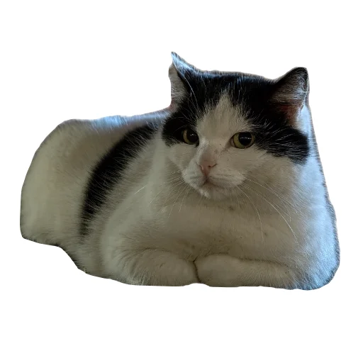 🐱 Стикер «batumidogs» для Telegram