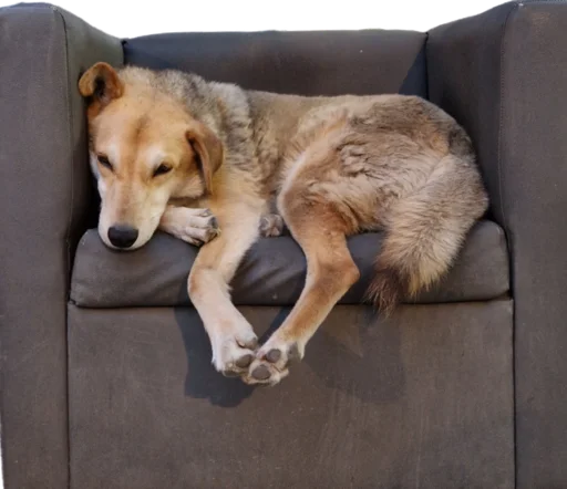 😴 Стикер «batumidogs» для Telegram