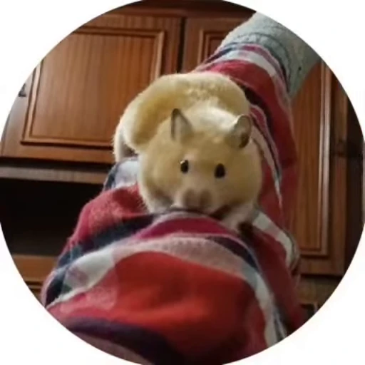 🌟 Стикер «хомяки» для Telegram