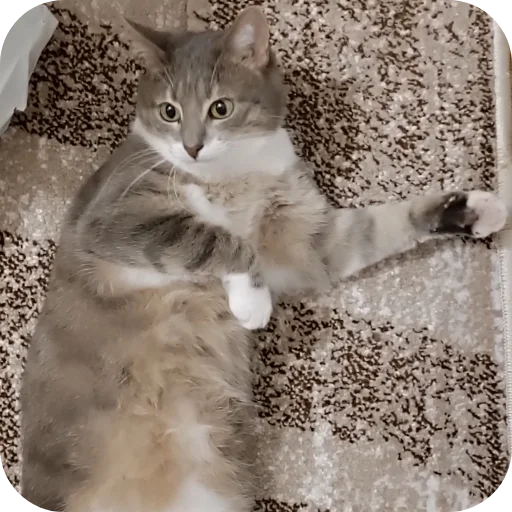 🧱 Стикер «хомяки» для Telegram