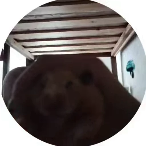 🌟 Стикер «хомяки» для Telegram