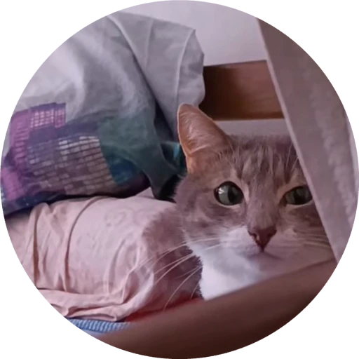 🌟 Стикер «хомяки» для Telegram