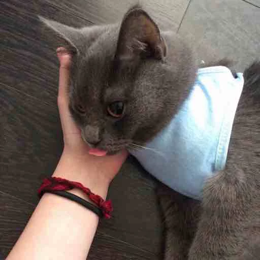 😋 Стикер «Pussy» для Telegram