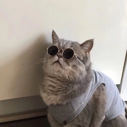 😎 Стикер «Pussy» для Telegram