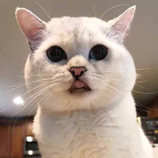 😝 Стикер «Pussy» для Telegram