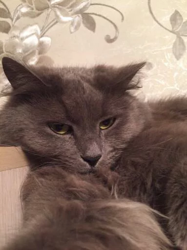 🤔 Стикер «Pussy» для Telegram
