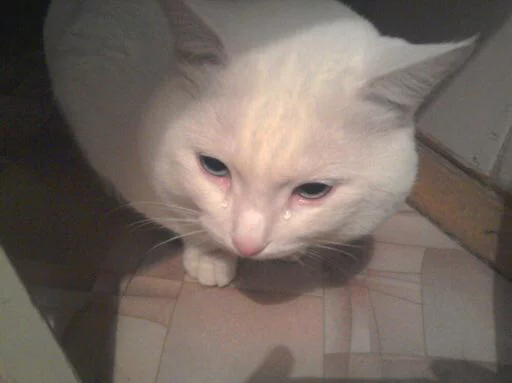 😢 Стикер «Pussy» для Telegram