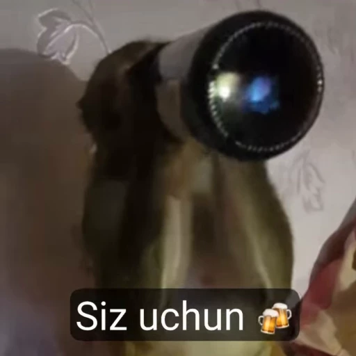 🌟 Стикер «Qizqda» для Telegram