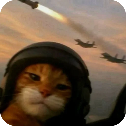 🐱 Стикер «Qizqda» для Telegram
