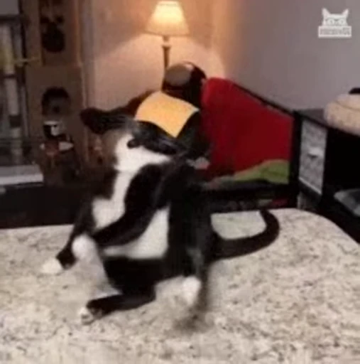 🧀 Стикер «GIF.webm» для Telegram