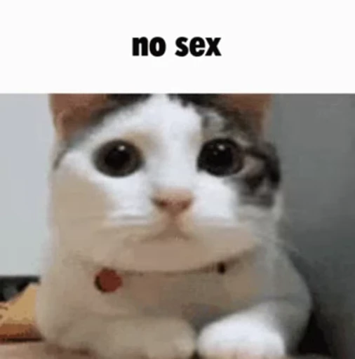 🔞 Стикер «GIF.webm» для Telegram