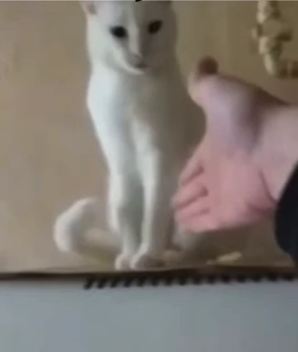 🤝 Стикер «GIF.webm» для Telegram