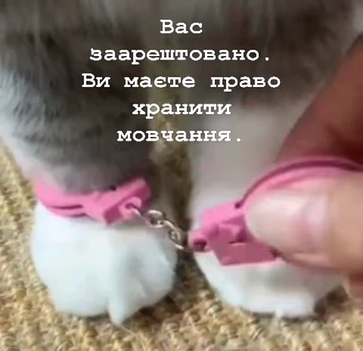 💅 Стикер «смішні котики» для Telegram