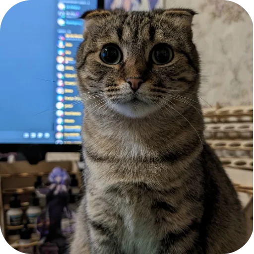 🐱 Стикер «смішні котики» для Telegram