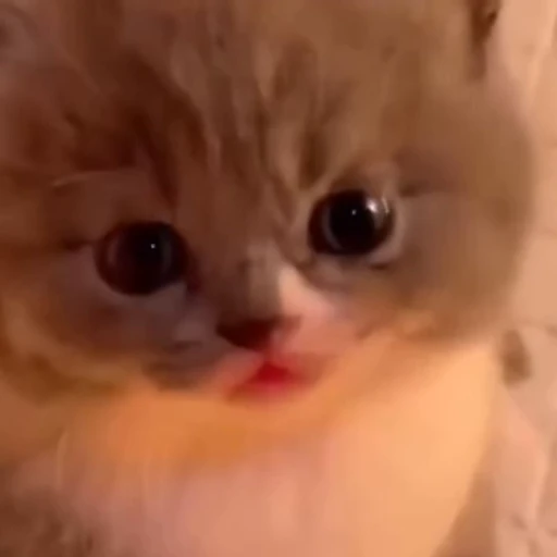 💋 Стикер «смішні котики» для Telegram
