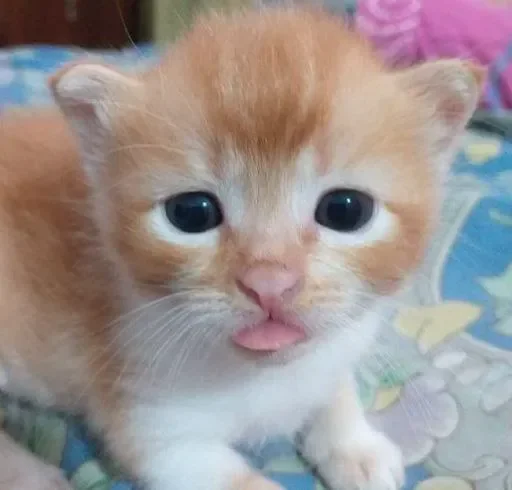 😀 Стикер «смішні котики» для Telegram