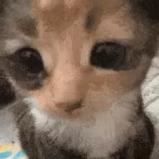 😈 Стикер «смішні котики» для Telegram