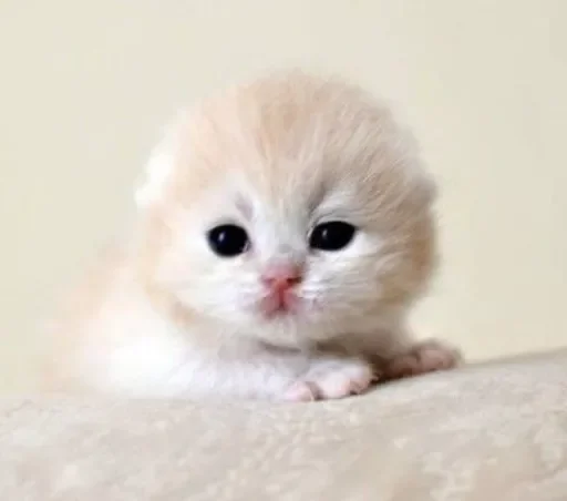 😀 Стикер «смішні котики» для Telegram