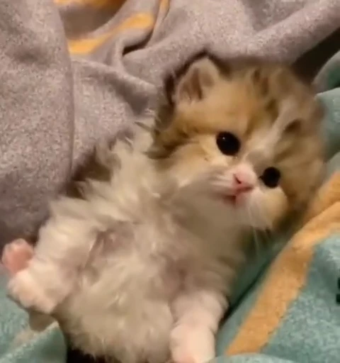 💋 Стикер «смішні котики» для Telegram