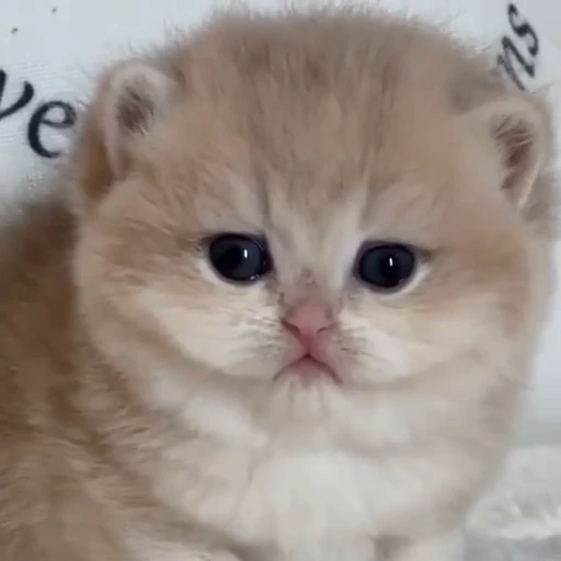 💋 Стикер «смішні котики» для Telegram