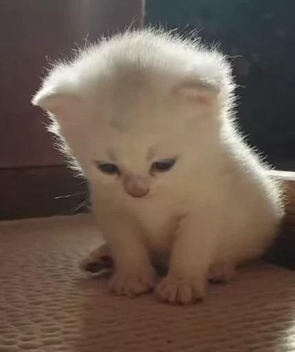 😞 Стикер «смішні котики» для Telegram