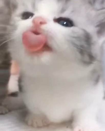 😊 Стикер «коты» для Telegram