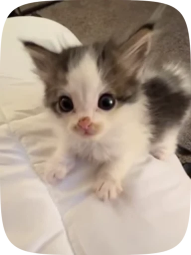 💓 Стикер «коты» для Telegram