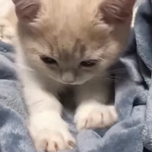 🥰 Стикер «коты» для Telegram