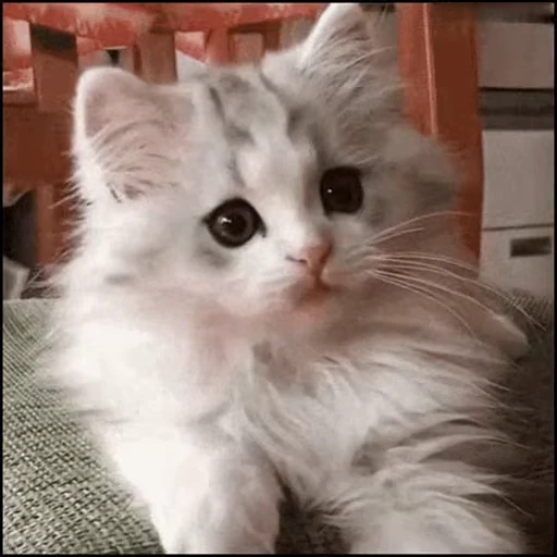 🙂 Стикер «коты» для Telegram