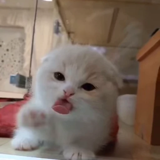😚 Стикер «коты» для Telegram