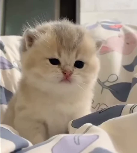 ❣️ Стикер «коты» для Telegram