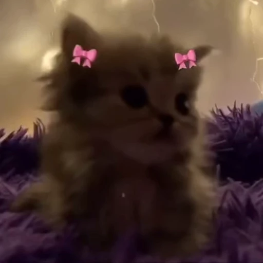 🎀 Стикер «коты» для Telegram