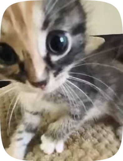 💋 Стикер «коты» для Telegram