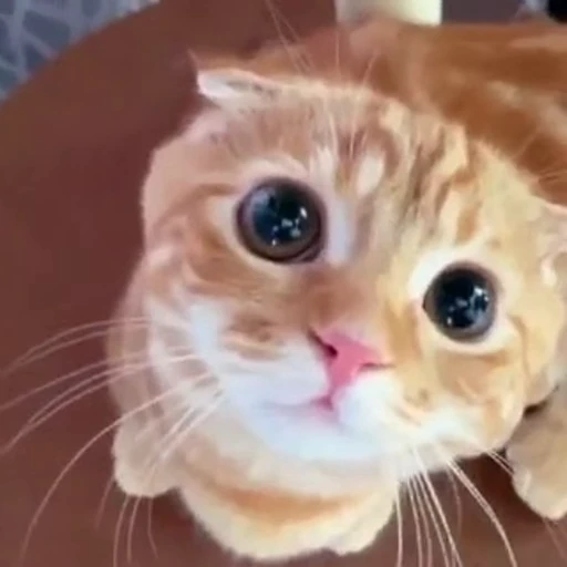 😩 Стикер «коты» для Telegram