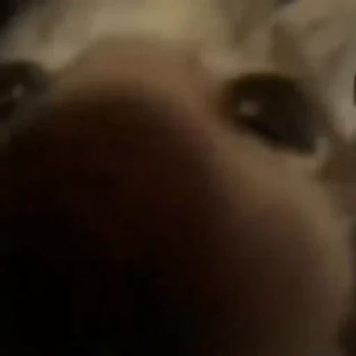 🥺 Стикер «коты» для Telegram