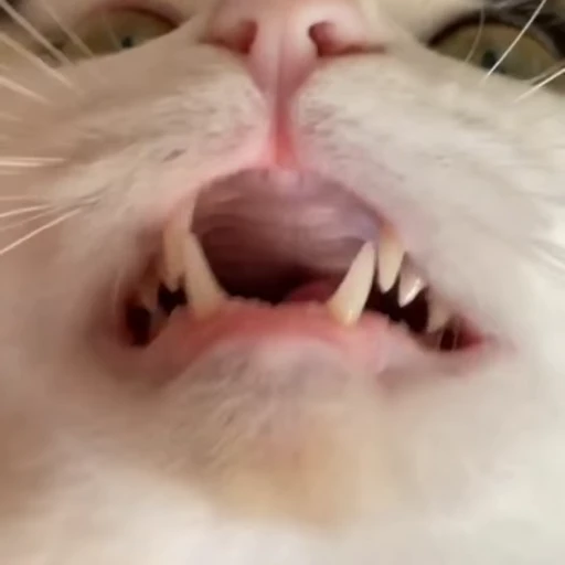 🙃 Стикер «коты» для Telegram