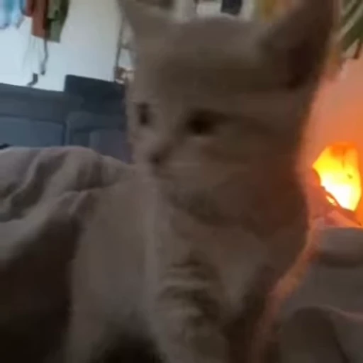 💋 Стикер «коты» для Telegram