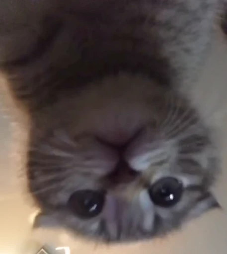 🍊 Стикер «коты» для Telegram