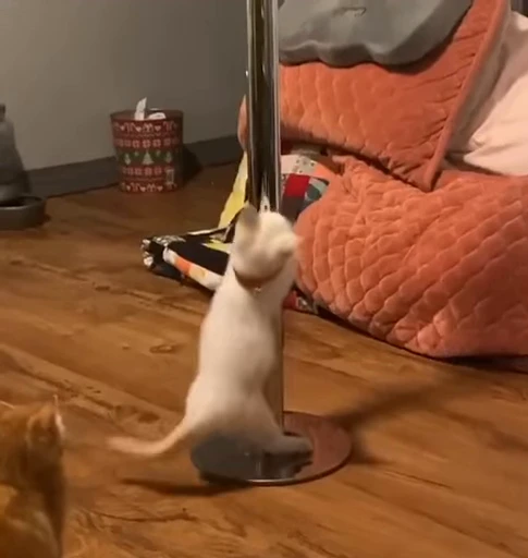 🤪 Стикер «коты» для Telegram